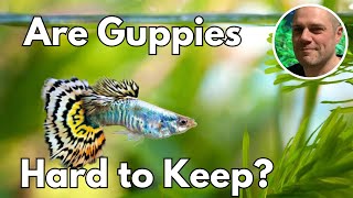 Are Guppies Hard To Keep HOW TO SET YOUR GUPPY TANK UP FOR SUCCESS [upl. by Maxie55]