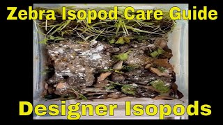 Zebra Isopod Enclosure  Everything You Need To Breed Your First Isopods  Designer Isopods [upl. by Aisat793]