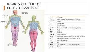 Dermatomas y sus reparos anatómicos [upl. by Blancha]