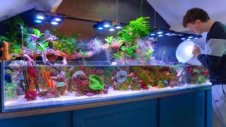 I Added Freshwater Fish to My Saltwater Paludarium – Incredible Results [upl. by Laris]