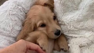 Daily Life Compilation of A Cute Longhaired Dachshund [upl. by Sunny]