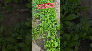 Calendula Flower plants reporting 🤗💞🌸 shorts dailyvlog calendula gardening [upl. by Viveca]