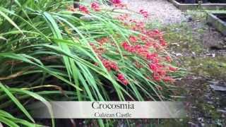 Crocosmias [upl. by Trovillion]