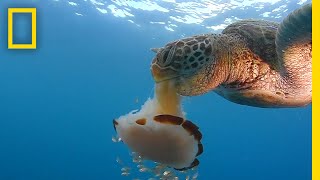 See a Sea Turtle Devour a Jellyfish Like Spaghetti  National Geographic [upl. by Avlis]