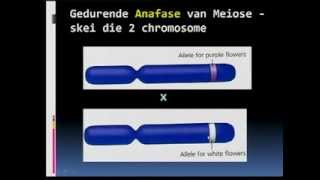 Matric Revision Life Sciences monohybrid crossings 39 Mendels 1st law of segregation 16 [upl. by Annelise]