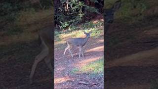 Cute Deer Walks Close To Me  No Fuss shorts cute [upl. by Dreddy]