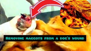 maggots remove in dogsremoving maggots in dogsMaggots remove from Dogs StepbyStep Guides Tips [upl. by Hole997]