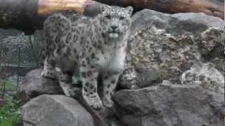 Altaï panthère des neiges au Zoo de Servion [upl. by Atnes]