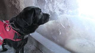 Tommy visits Polar Bears at Assiniboine Park Zoo Winnipeg with Laura and Paul [upl. by Anelra]