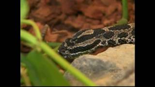 Rattlesnake Bite  Antivenom rushed by COPS quotOPPquot [upl. by Car]