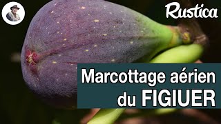 Multiplier un figuier par marcottage aérien [upl. by Guntar]