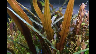 Cryptocoryne Undulatus amp Cryptocoryne Affinis VideoPhotoshoot [upl. by Elleirua]