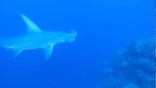 Hammerhead Shark Diving in Turks and Caicos [upl. by Onilegna]