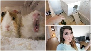 Guinea Pig House Tour amp Getting Organised [upl. by Ecirtac]