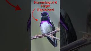 How Do Hummingbirds Fly animals [upl. by Noved]