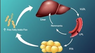 Fatty Acids and Disease in Type 2 Diabetes [upl. by Annahsor788]