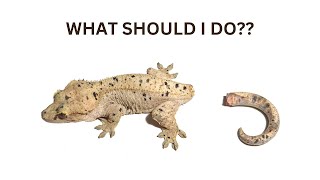 What to do when your gecko loses its tail [upl. by Wilbert]