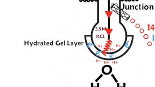 pH Paper Lab  Acids and Bases  pH Scale  pH Level  How to use pH Paper  pH Indicator [upl. by Porta]