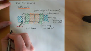 Protein Folding and Protein Folding Diseases Part 5 [upl. by Enilrek]