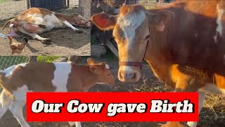 ਸਾਡੀ ਗਾਂ ਨੇ ਬੱਚਾ ਦੇ ਦਿੱਤਾ  Finally Our 🐄 Cow Gave Birth  Cow Delivery  Farm video [upl. by Nelrah667]