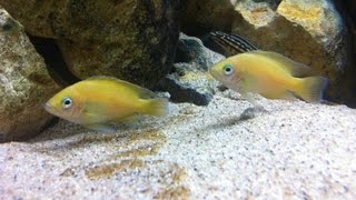 Tanganyika aquarium 800lt quotVariabilichromis Mooriiquot [upl. by Alpheus]