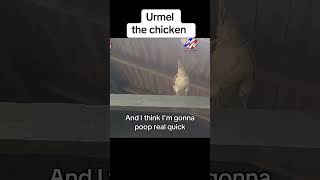 chicken hen animals poultry Urmel comedy funnyvideo comedyanimation foryou [upl. by Sikleb]