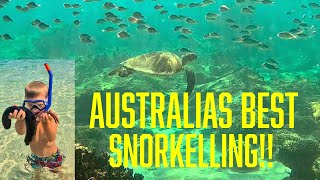 THE BEST SNORKELLING ON THE NINGALOO REEF STRAIGHT OFF THE BEACH [upl. by Lednek230]