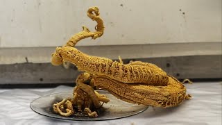 Making the Pharaohs Serpent [upl. by Ramah]