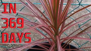 How to grow Dracaena Marginata Tricolor from cuttings [upl. by Alvera]