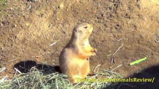 Black Tailed Prairie Dogs  Los Angeles Zoo [upl. by Watts]