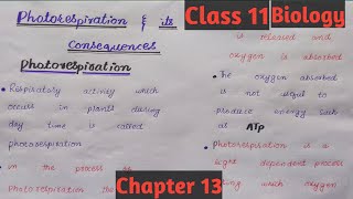 photorespiration and its consequencesClass 11Chapter 13easy discussion [upl. by Placida859]