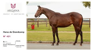 Arqana August Sale 2023  N°421  F  Zelzal x Diva Cattiva présentée par le Haras De Grandcamp [upl. by Tepper]