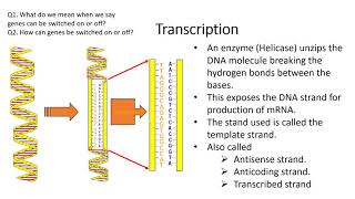 Alevel Biology Regulation of transcription and translation [upl. by Joann]