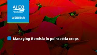 Managing Bemisia in poinsettia crops [upl. by Nueormahc]