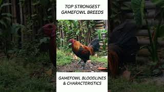 Top Gamefowl of the year 2024 short gamefowl rooster [upl. by Gyatt816]