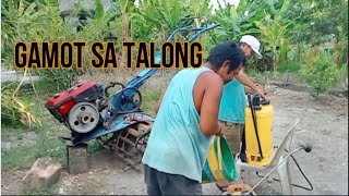 TALONG 2024 UPDATE NAGPATABA  NAGPATUBIG AT NAG  SPRAY SIMPLENG BUHAY BARYO PROVINCE LIFE [upl. by Hedaza]