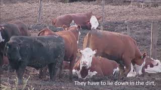 High Quality Beef Feedlots English [upl. by Anawik]