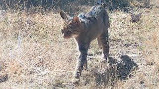 Gato montés Felis silvestris recorre su territorio a media mañana 2930 [upl. by Yelekreb]