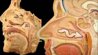 Why do we snore The anatomy of snoring [upl. by Apilef]