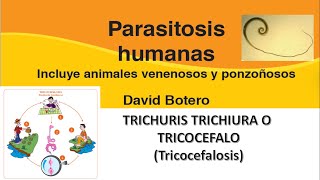 TRICHURIS TRICHIURA TRICOCEFALO Parasitosis humanas David Botero [upl. by Jemma]