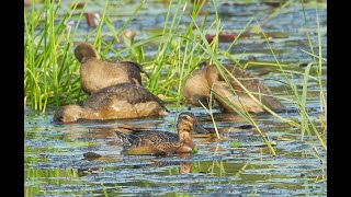 Garganey amp Lesser whistling duck chicks [upl. by Siddon292]