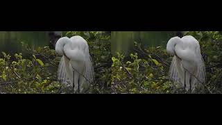 Wakodahatchee Wetlands 04202023 Full SBS 3D [upl. by Audun]