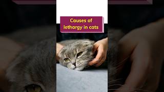 Causes of lethargy in cats [upl. by Aneelad]