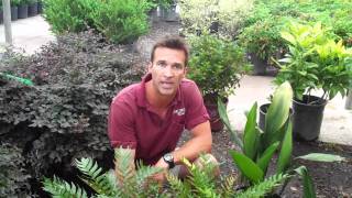 The Plant Shed Show 31 Shade Loving Shrubs amp Trees [upl. by Apfel]