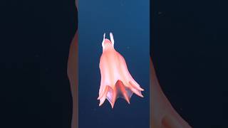 Dumbo Octopus [upl. by Kall]