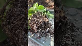 Root bound plant Watch this plants garden indoorplants pothosplant roots [upl. by Hakim]