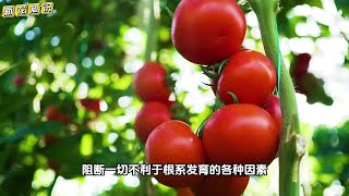 番茄、辣椒挂果后萎蔫死棵？告诉你2个妙招，到秋也挂果满满 [upl. by Lathe593]