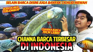 CHANNA BARCA TERBESAR DI INDONESIA PANJANGNYA 70CM LEBIH DISINI CICHLIDNYA LENGKAP BANGET SULTAN [upl. by Meghan]