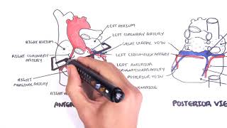 Clinical Anatomy  Cardiac Coronary Vessels left and right coronary artery venous sinus [upl. by Rocco]