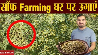 सौंफ की खेती  Fennel Farming  sonf ki kheti  Fennel Seed Farming  उगाने से बेचने तक पूरी जानकारी [upl. by Htezil]